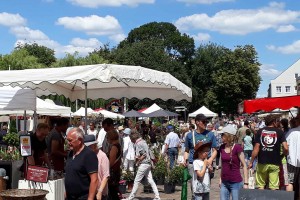 viele Besucher zieht es zu den Friedrichstädter Rosenträumen