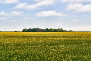 inmitten der Rapsfelder liegt versteckt ein Bauerngehöft