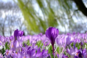 Krokusblüte in Husum - das lila Highlight in Nordfriesland