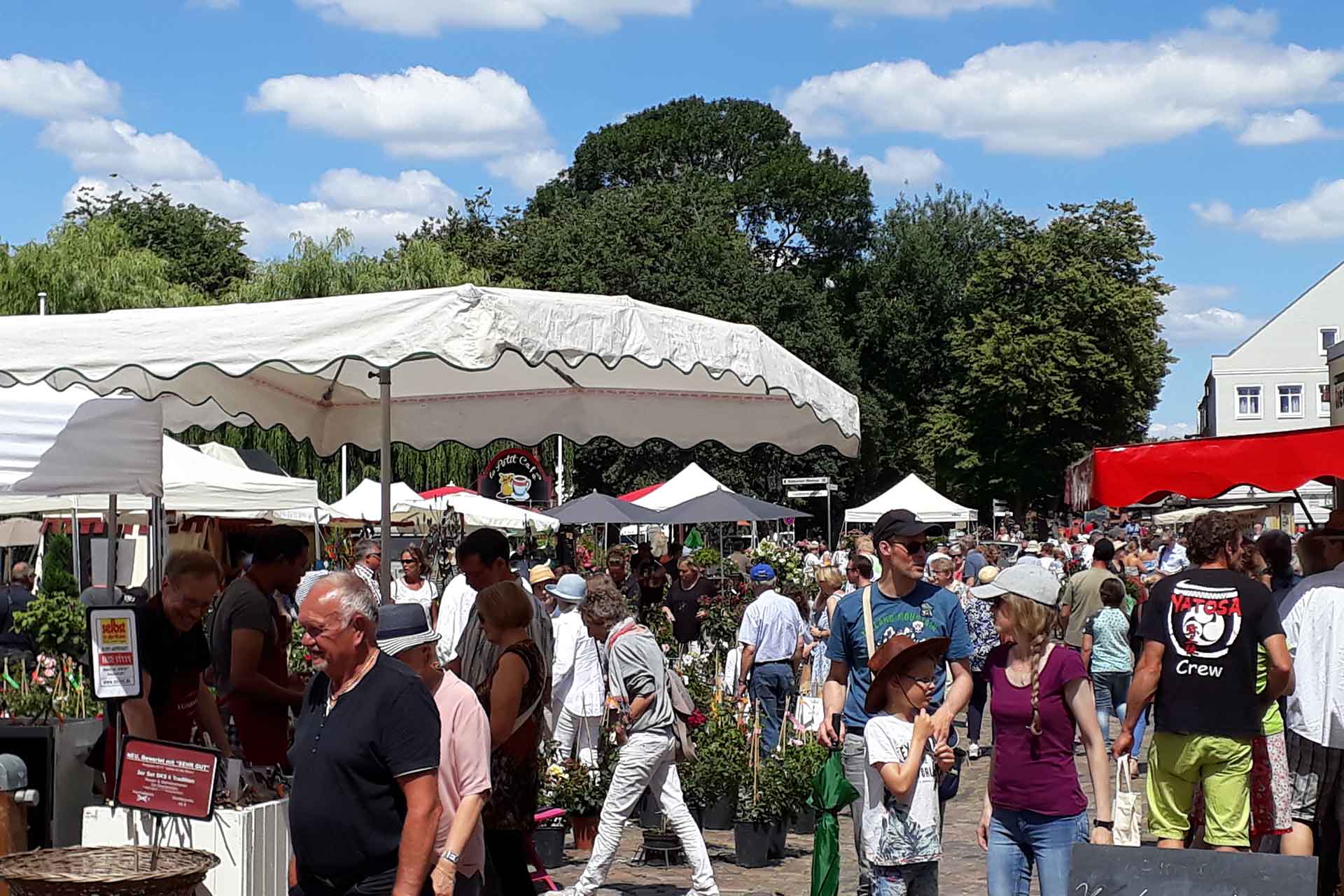 viele Besucher zieht es zu den Friedrichstädter Rosenträumen