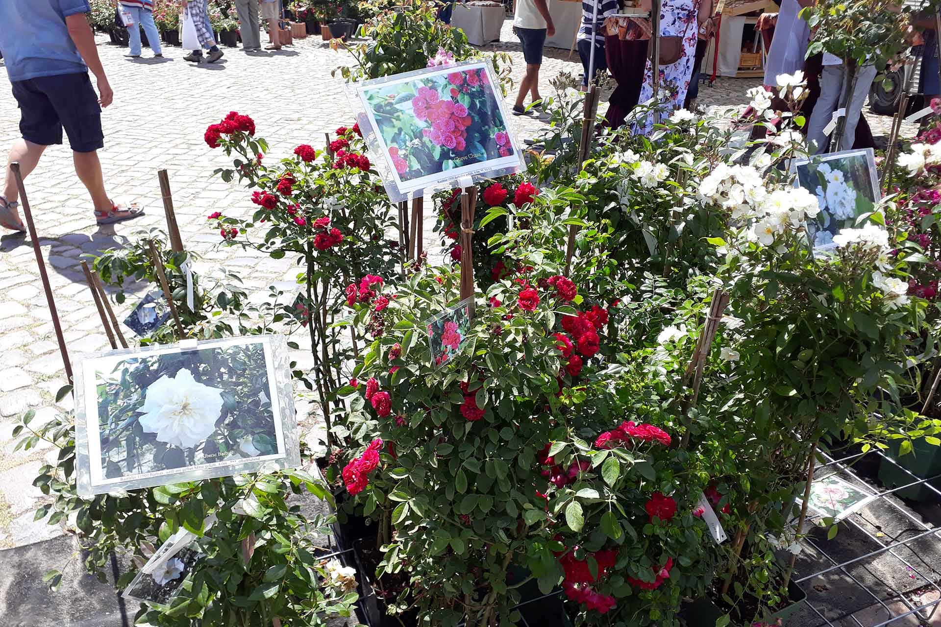 Rosendüfte erfüllen den Marktplatz in Friedrichstadt