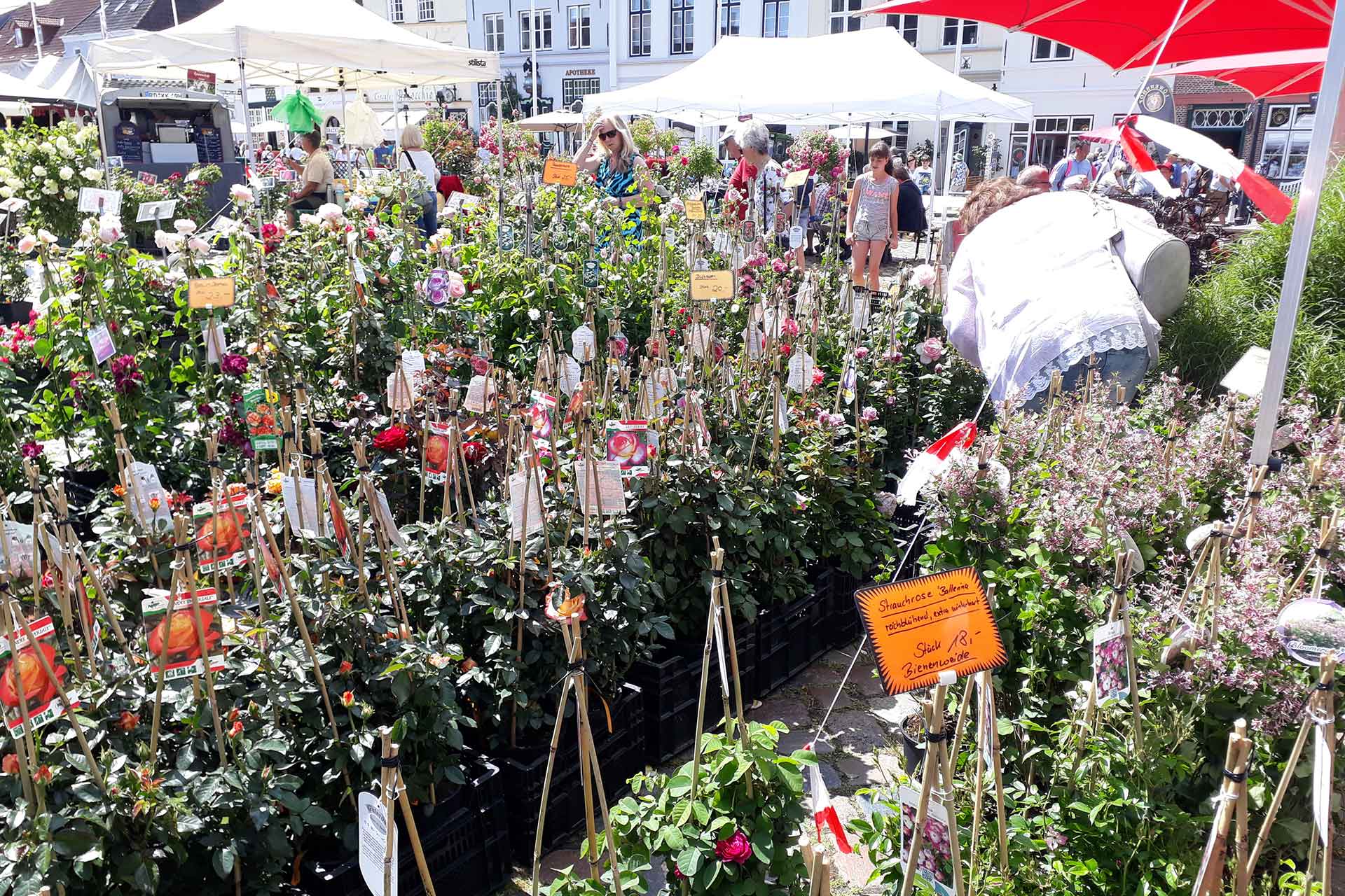 Rosen in Hülle und Fülle