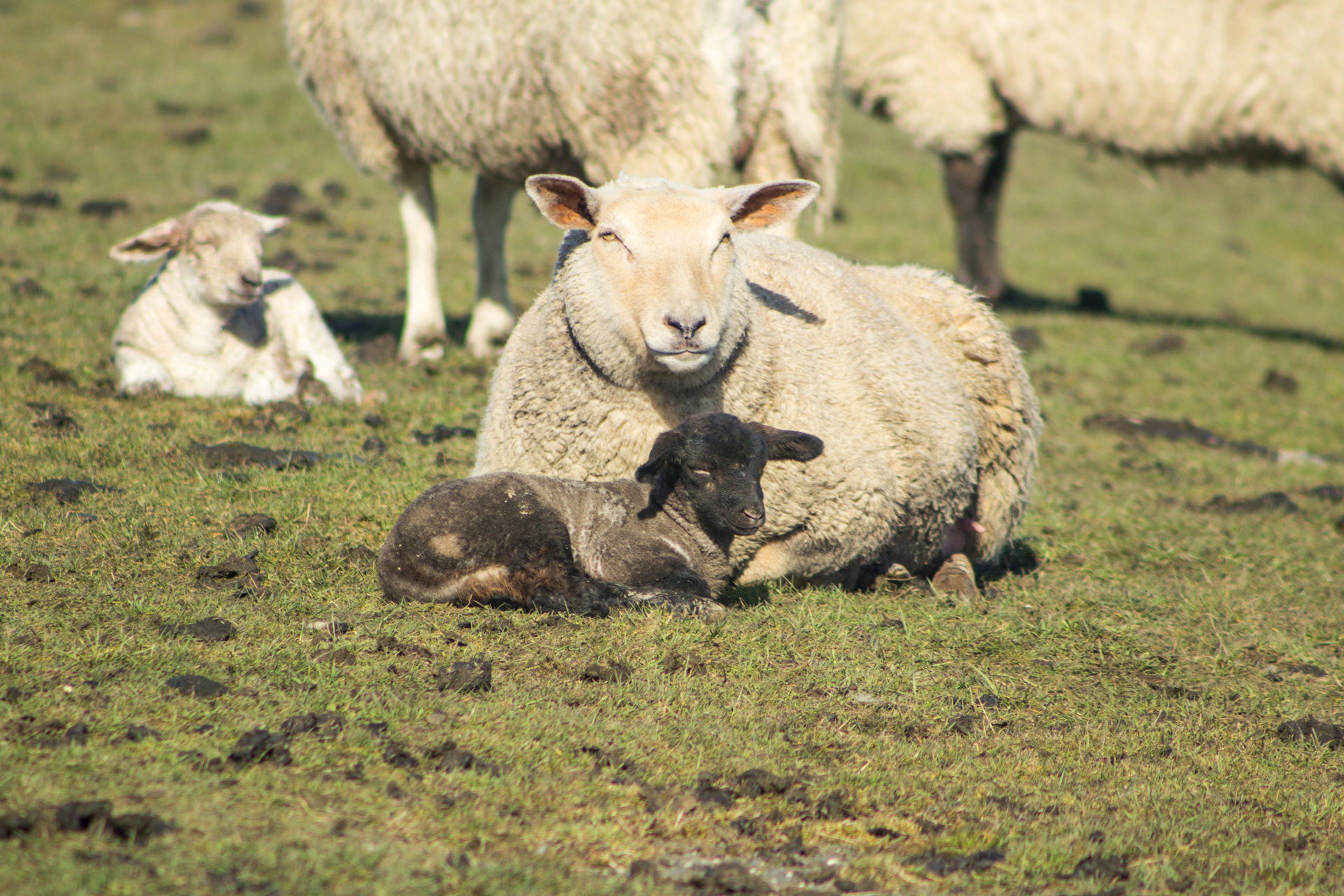 kurze Ruhepause der Schafe